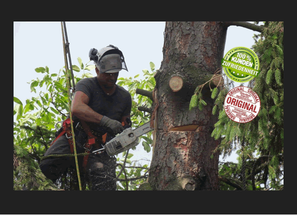Baumexperte für  Gaggenau